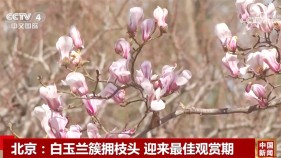 春日中国活力无限 “赏花+”模式升温成为促发展新引擎