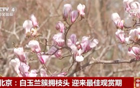 春日中国活力无限 “赏花+”模式升温成为促发展新引擎